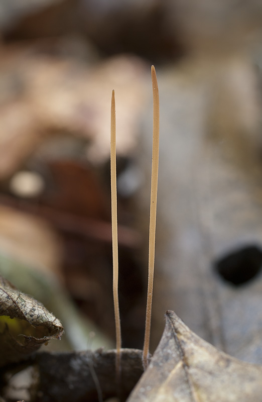 Typhula phacorrhiza